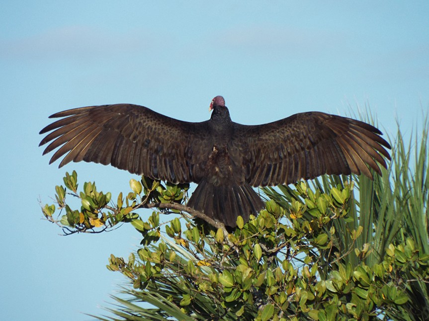 turkey-vulture