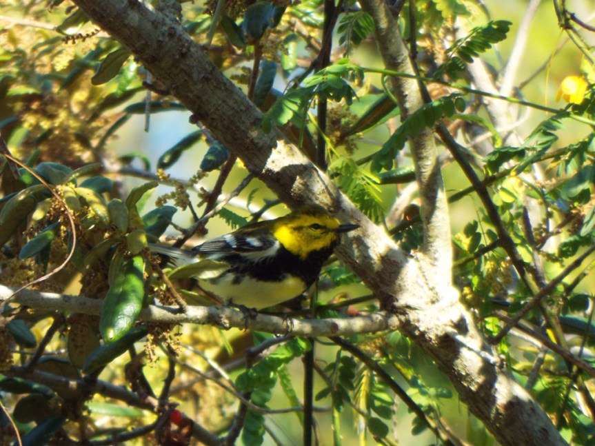 black-throated-green1