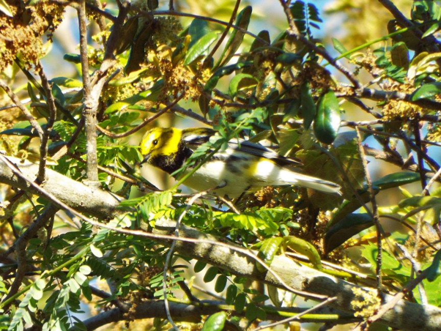 black-throated-green3