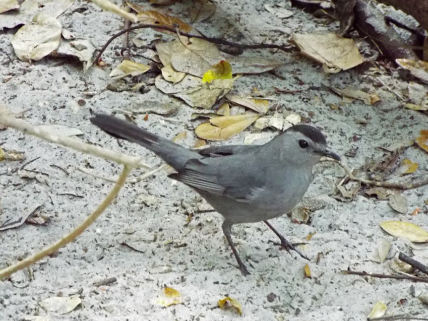 catbird