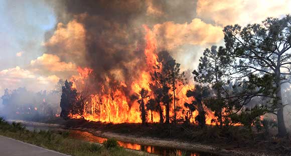 Merritt-Island-Brush-Fire-580-4