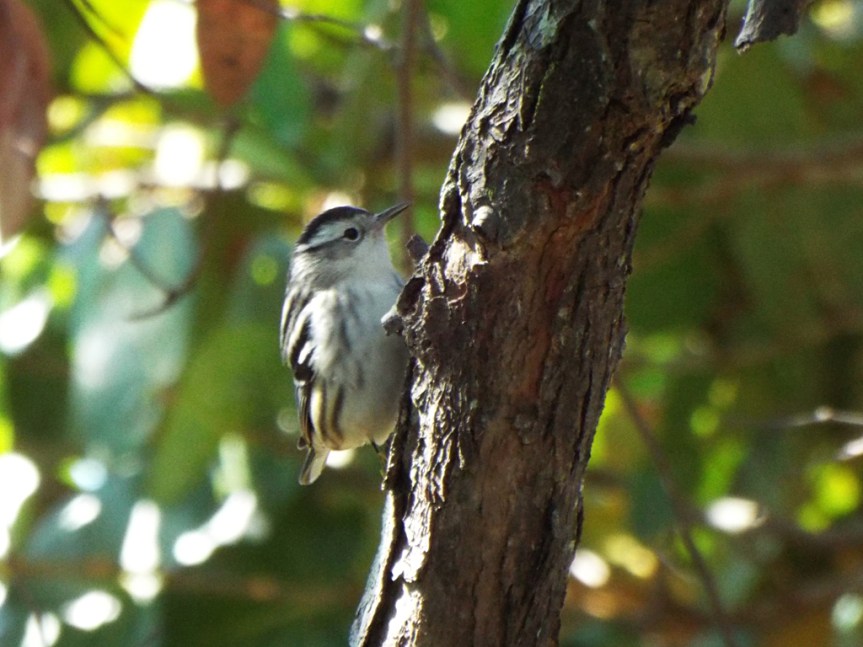 black-and-white-warbler2