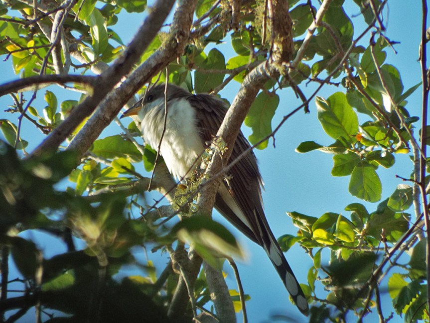 yellow-billed-cuckoo