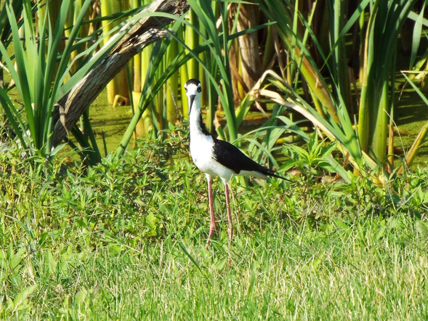 black-necked-stilt