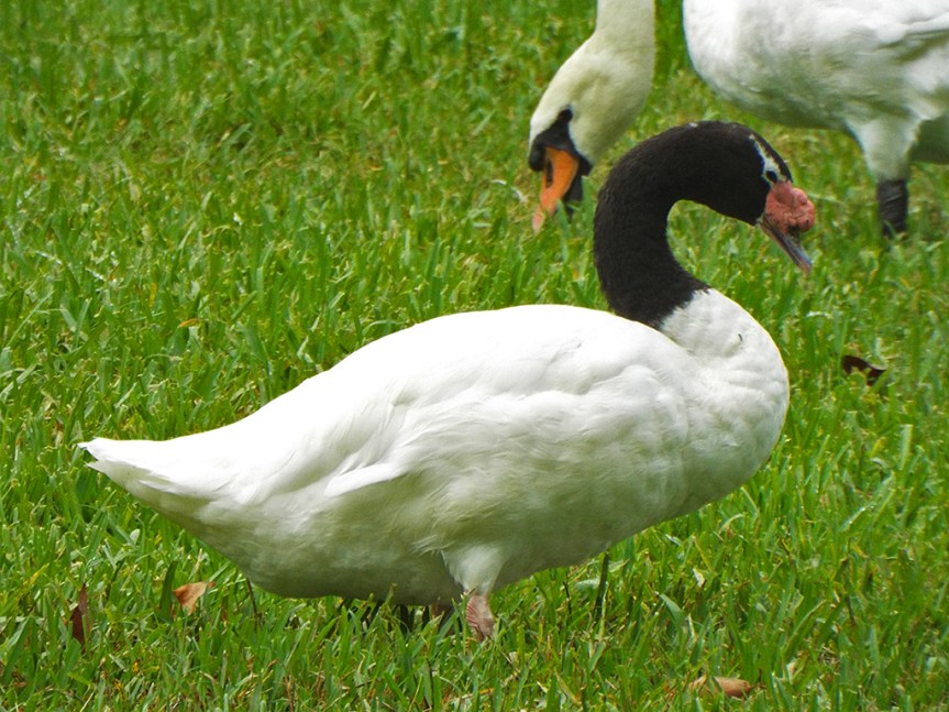 black-necked-swan
