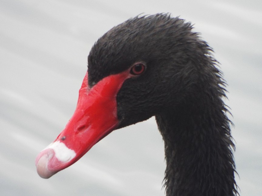 black-swan-head
