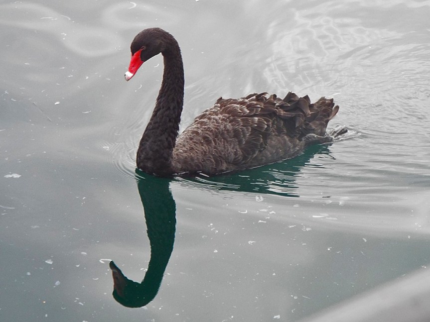 black-swan2