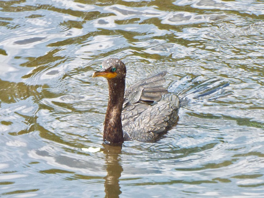 cormorant-swim