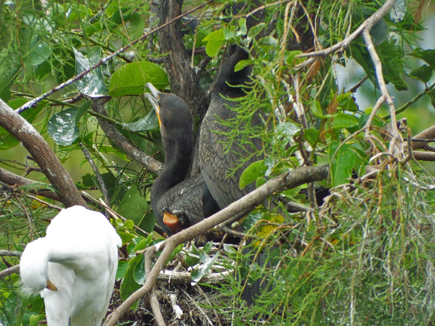cormorants-w-chick