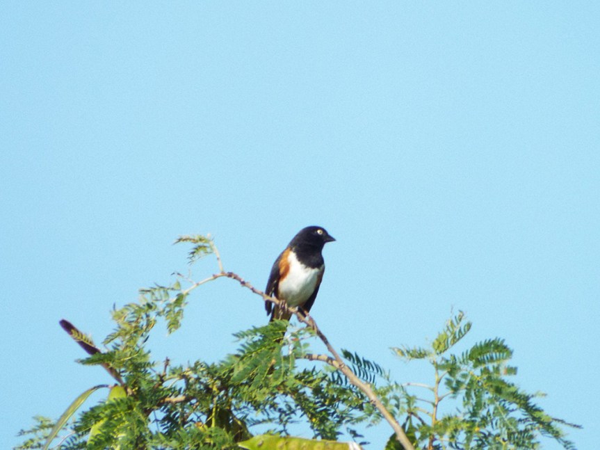 eastern-towhee