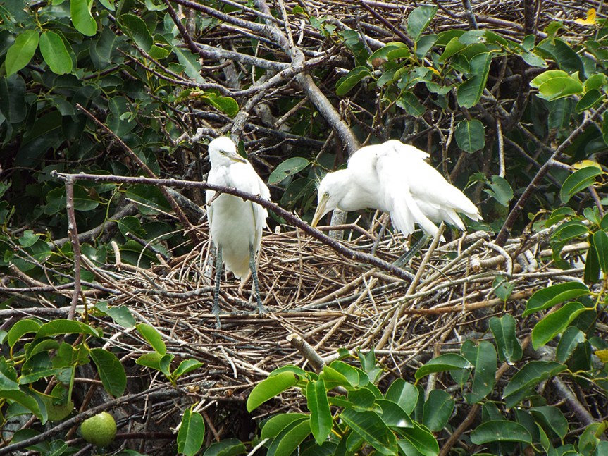 egret-chicks-on-nest