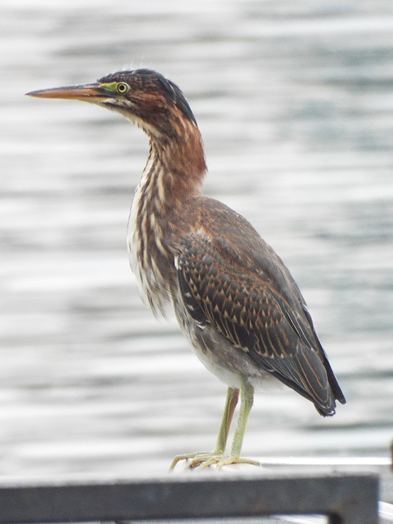 green-heron