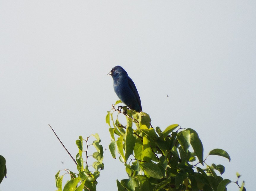 indigo-bunting-1