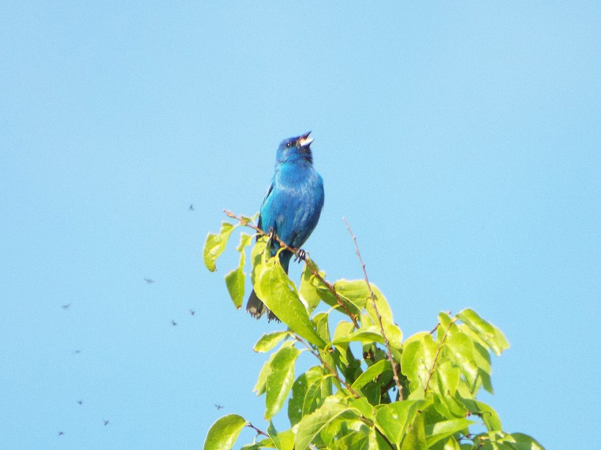 indigo-bunting-2