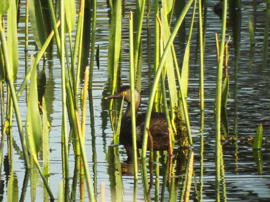 least-grebe1