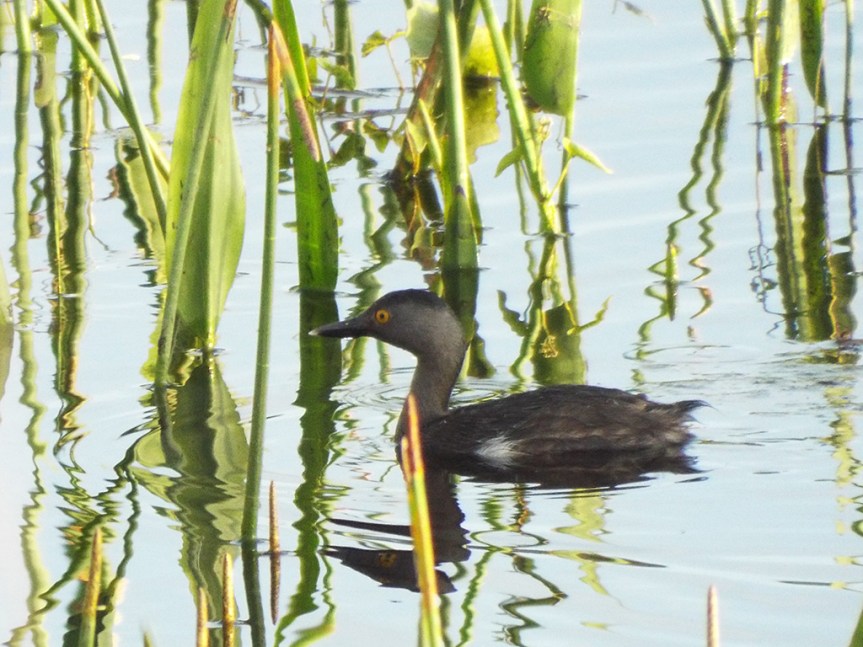 least-grebe2