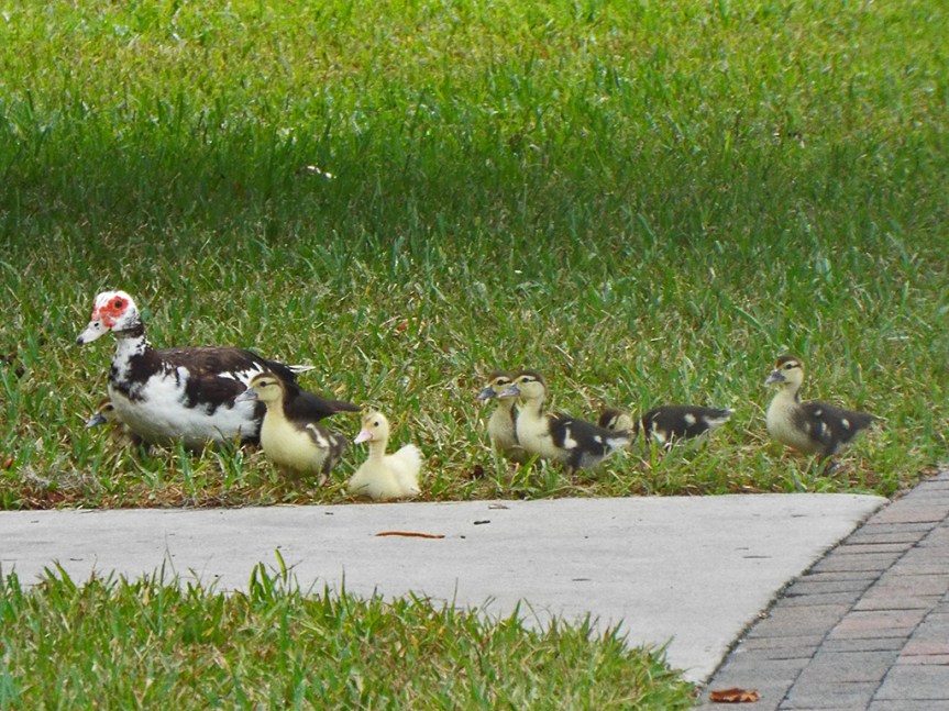muscovy-with-ducklings