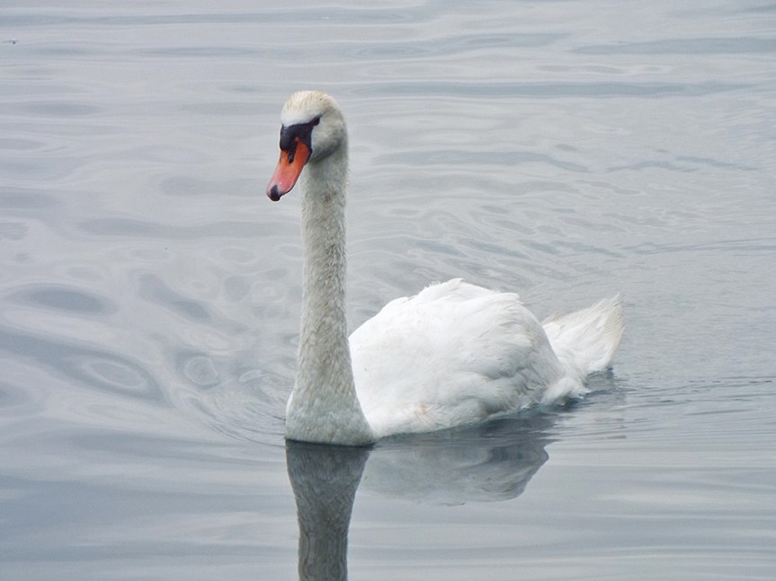 mute-swan