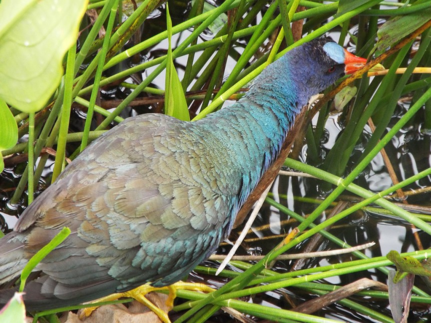 purple-gallinule