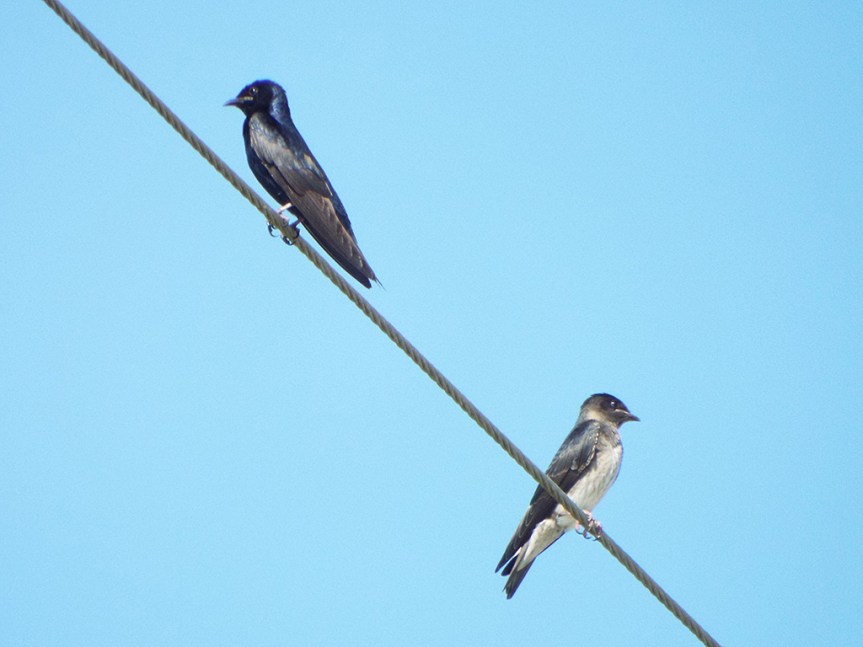 purple-martin-couple