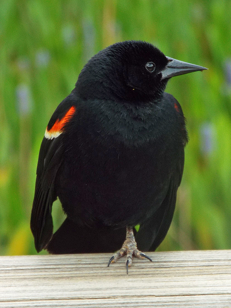 red-winged-blackbird