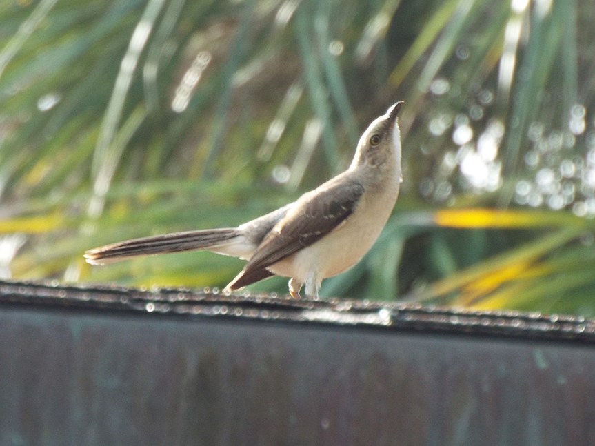 tropical-mockingbird1