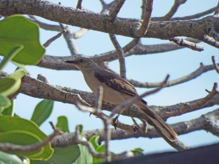 tropical-mockingbird2