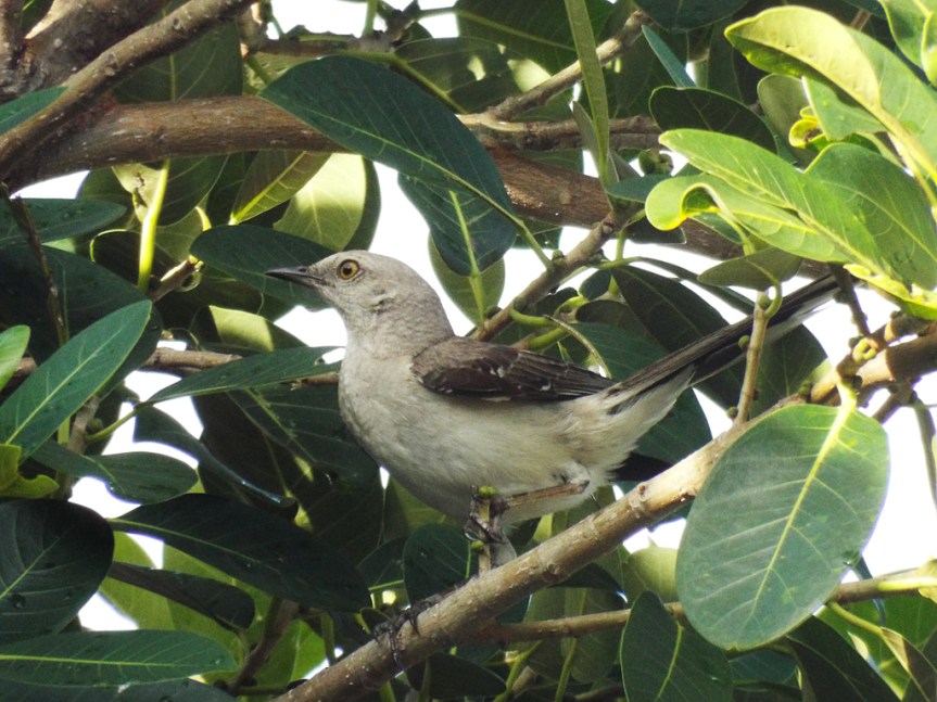 tropical-mockingbird3