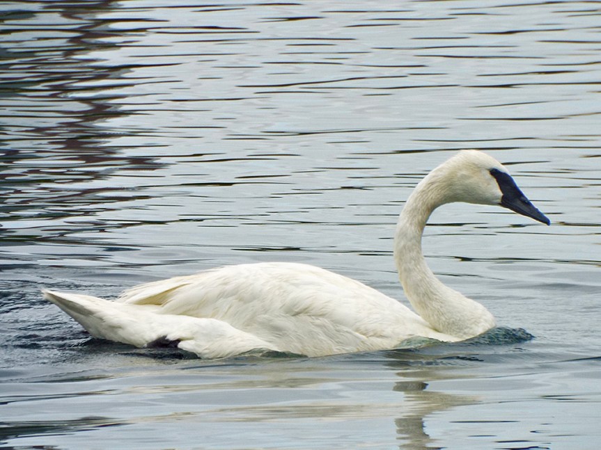 trumpeter-swan