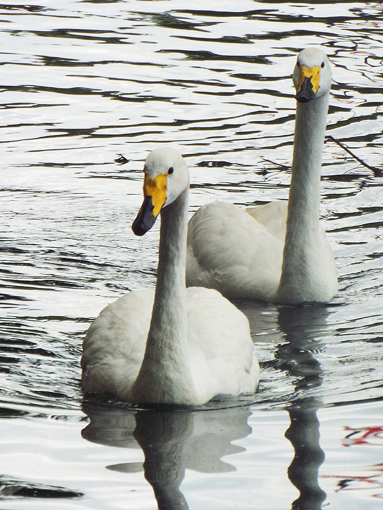 whooper-swans1