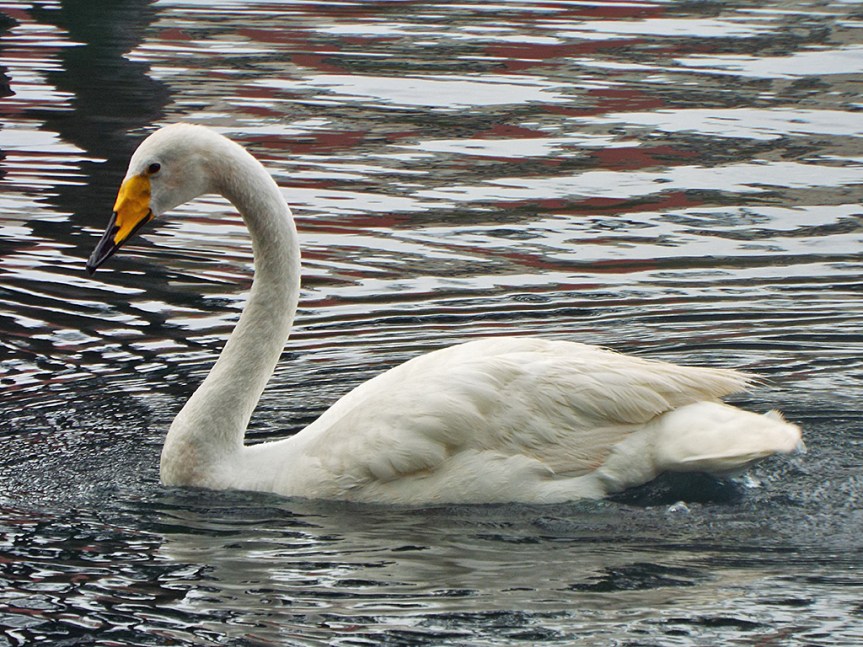 whooper-swans3