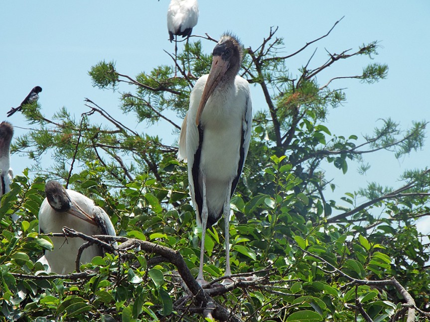 wood-stork-fledge2