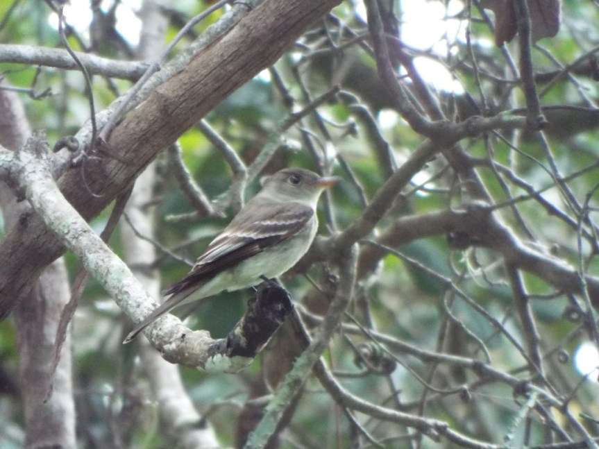 alder-flycatcher1