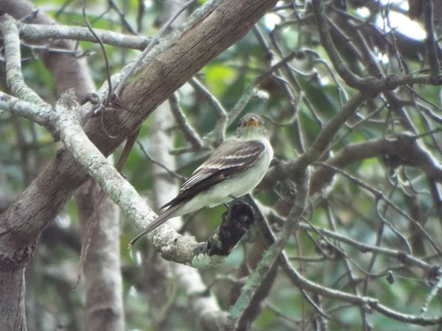 alder-flycatcher2