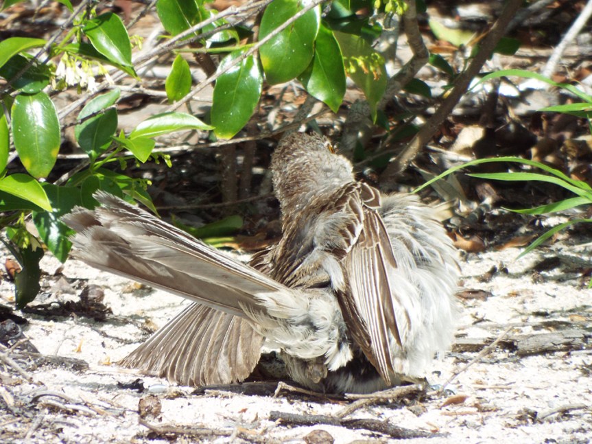 bahama-mockingbird-faux1