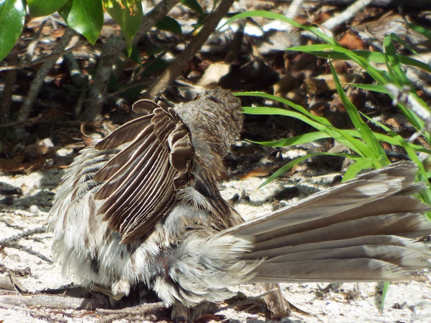 bahama-mockingbird-faux2