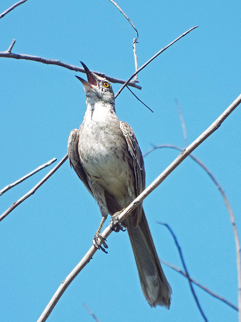 bahama-mockingbird1
