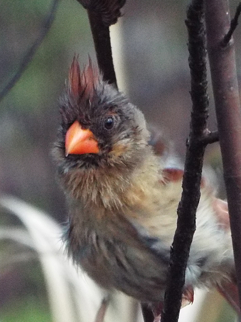 fledgling-cardinal