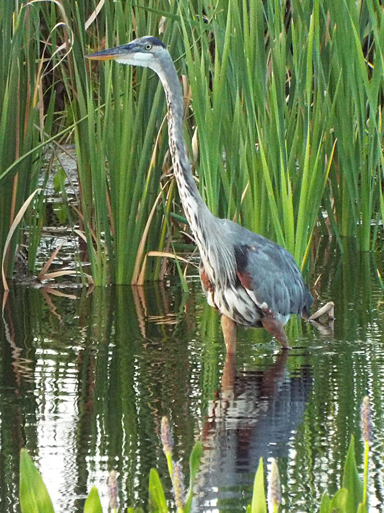great-blue-heron