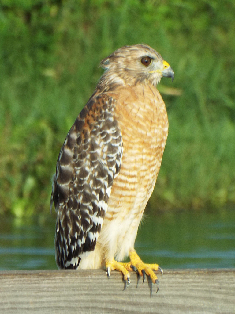 red-shouldered-hawk