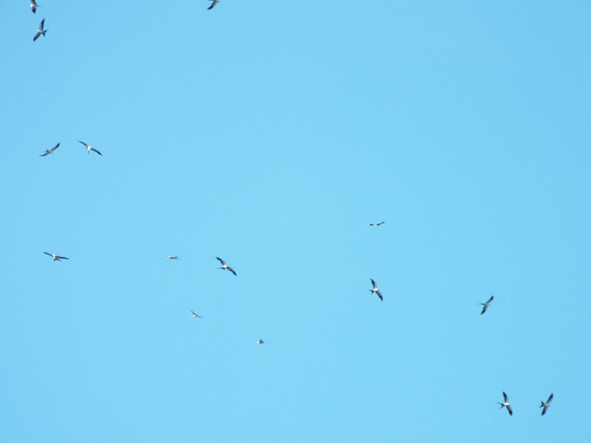 swallow-tailed-kites1