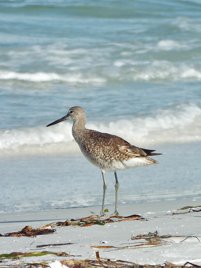 willet