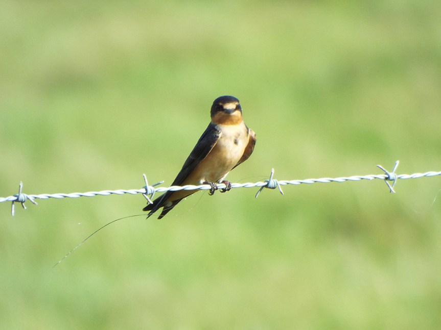 barn-swallow