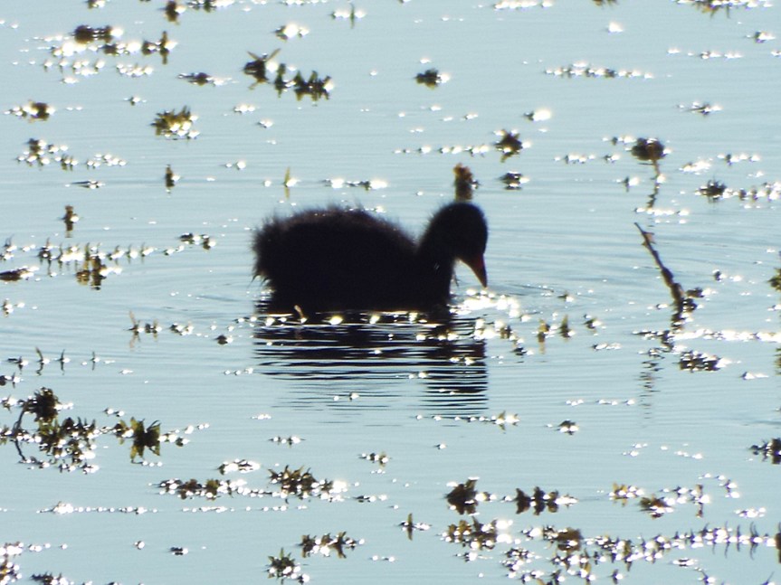 common-gallinule-chick
