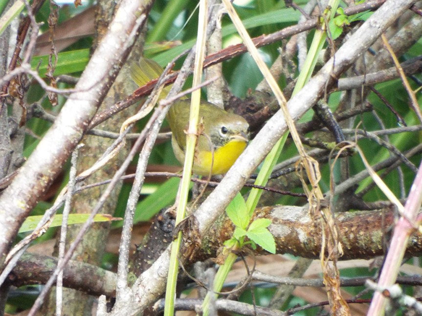 common-yellowthroat