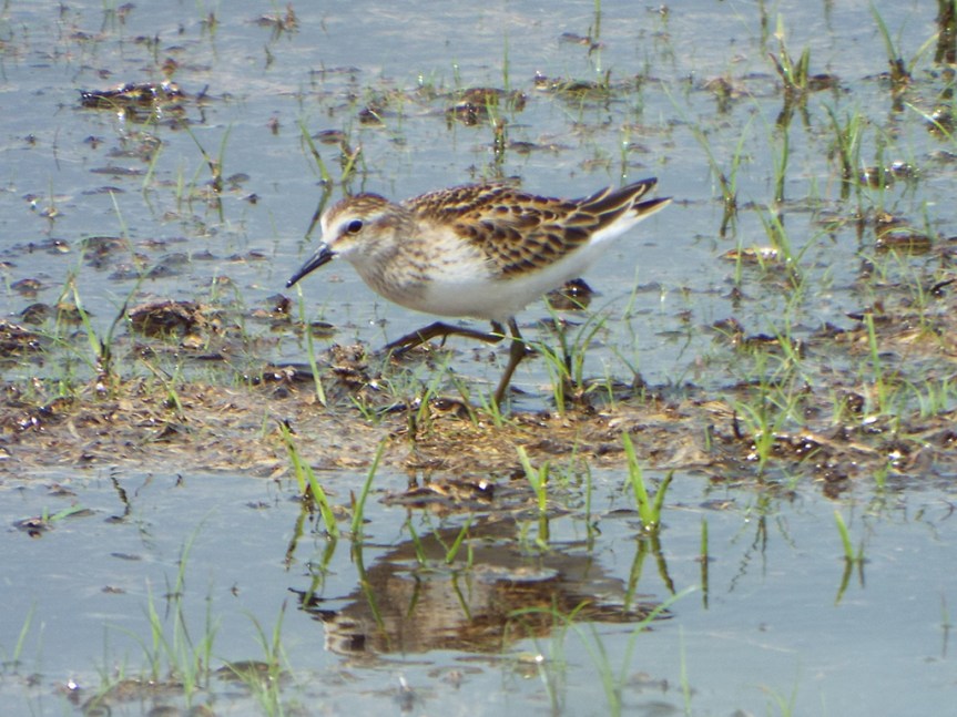 least-sandpiper