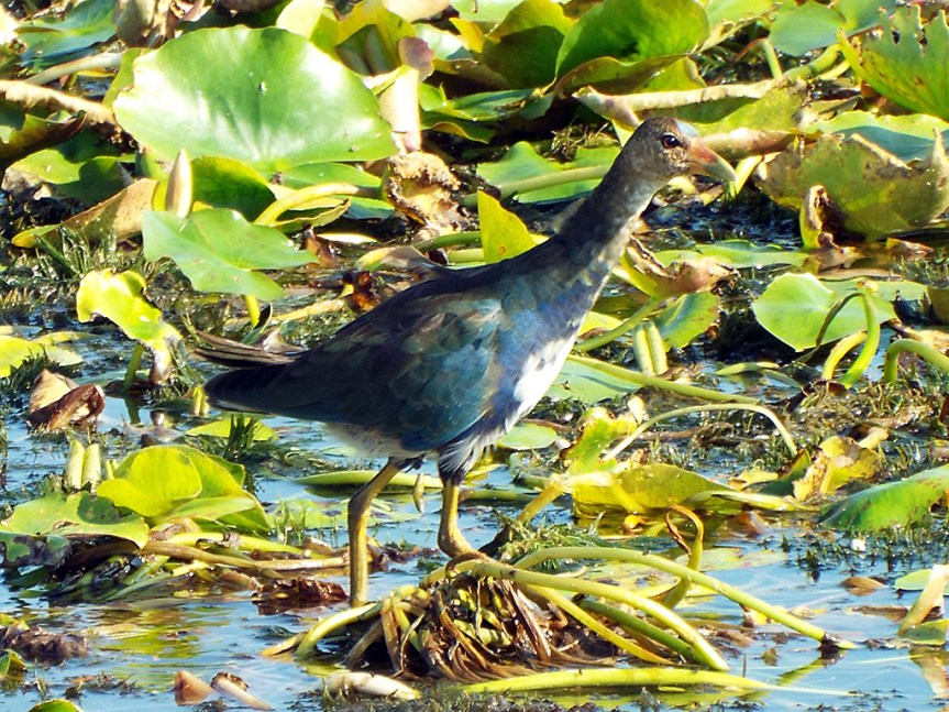 purple-gallinule