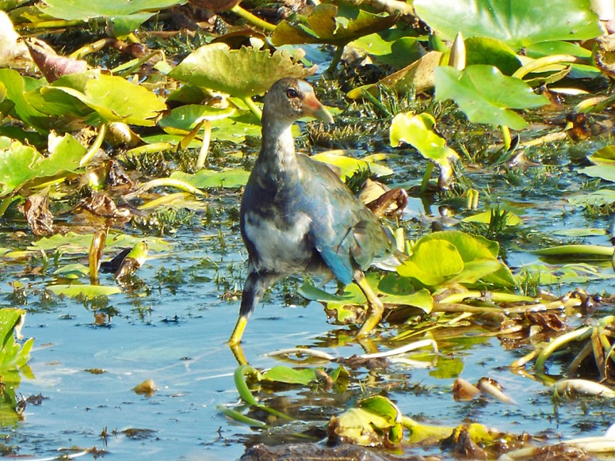 purple-gallinule2