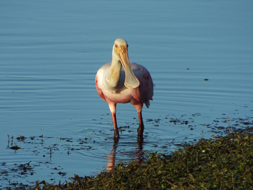 roseate-spoonbill