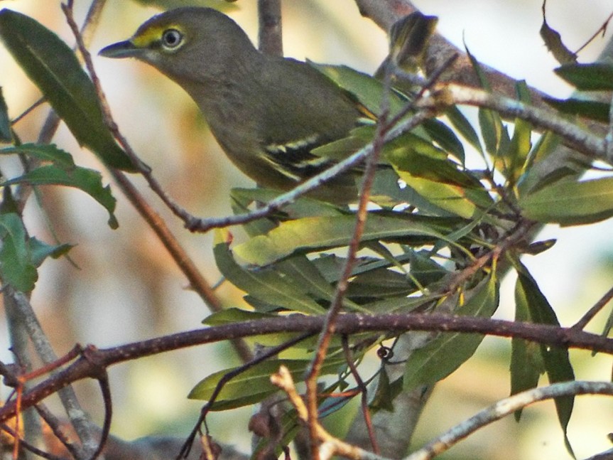 white-eyed-vireo